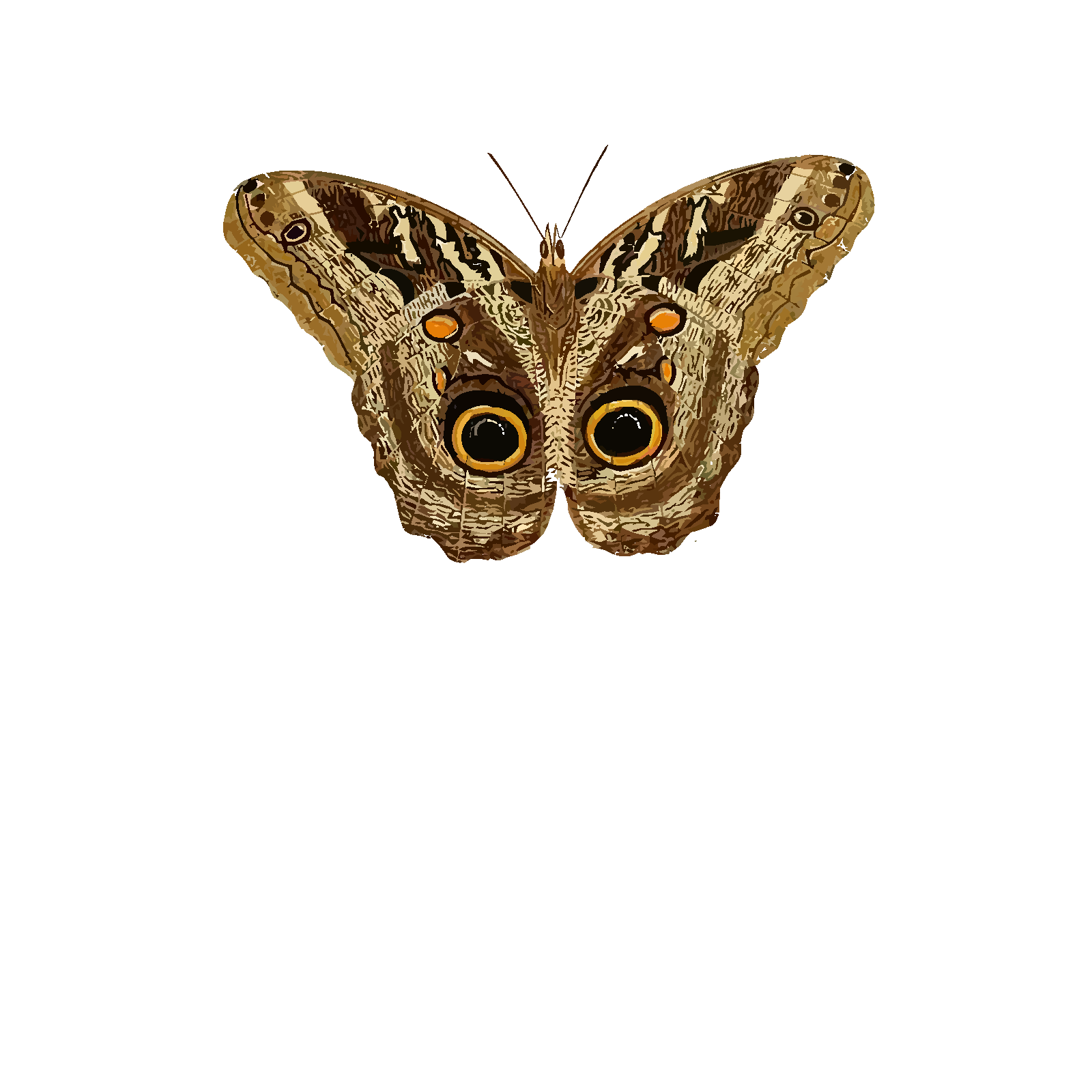 Moth Insect PNG Photos