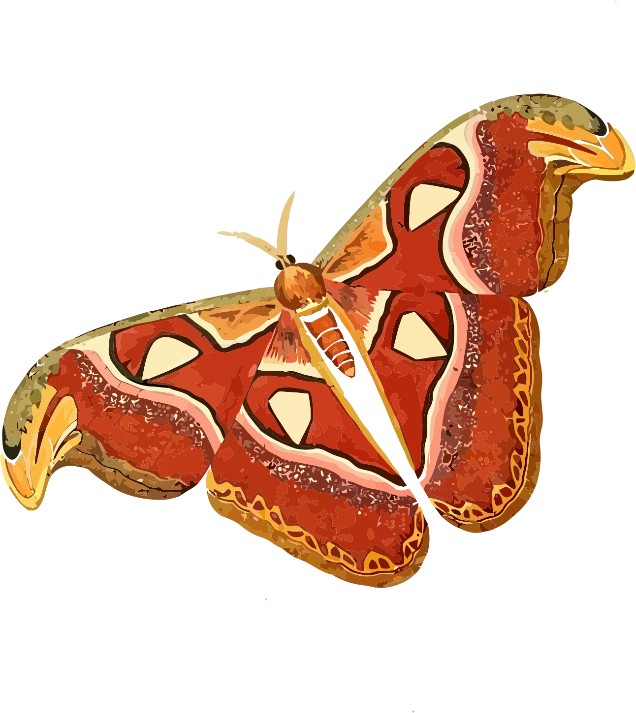 Moth Insect PNG Pic