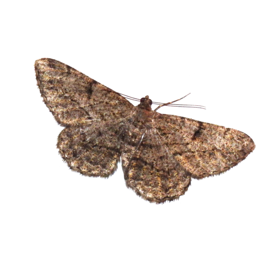 Moth Insect PNG Picture