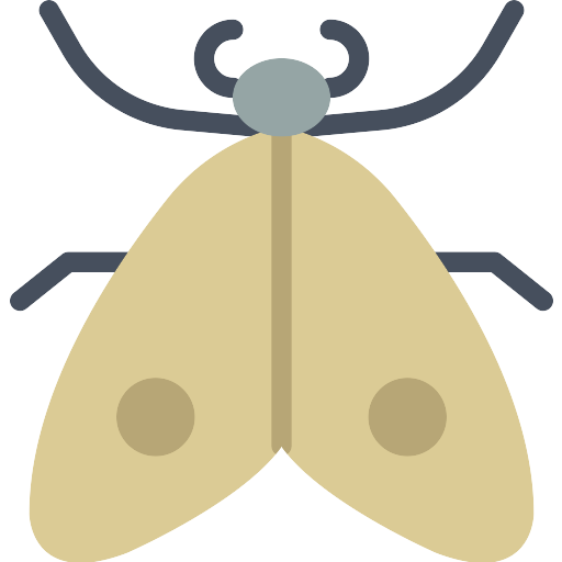 Moth No Background