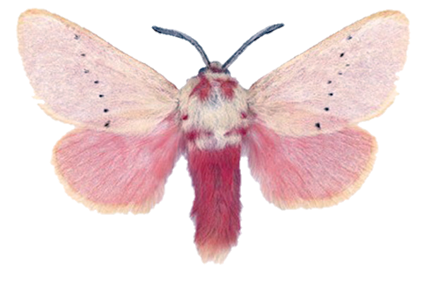 Moth PNG Clipart