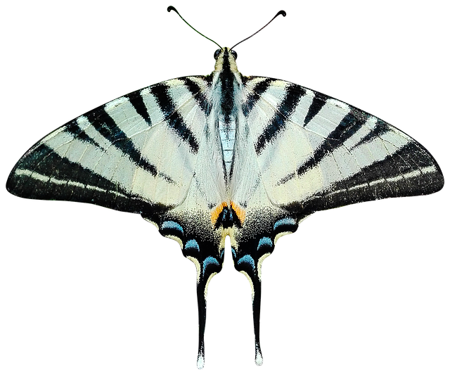 Moth PNG File