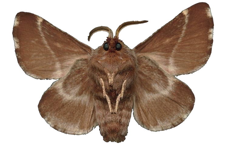 Moth PNG Free Image