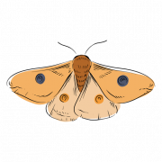 Moth PNG HD Image