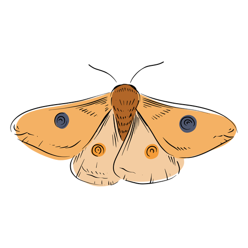 Moth PNG HD Image