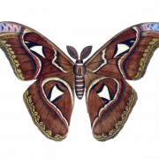 Moth PNG Image
