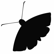Moth PNG Images HD