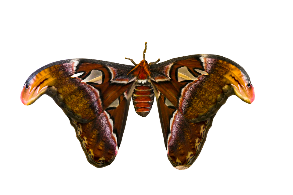 Moth PNG Fotos