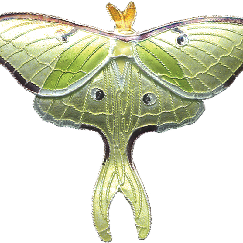 Moth PNG Pic