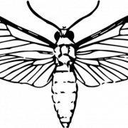 Imagem PNG da mariposa