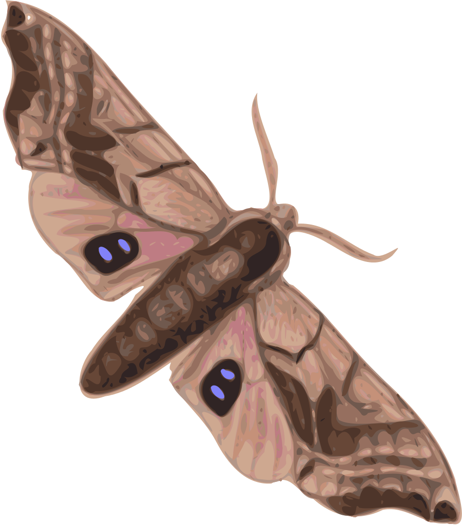Moth Transparent