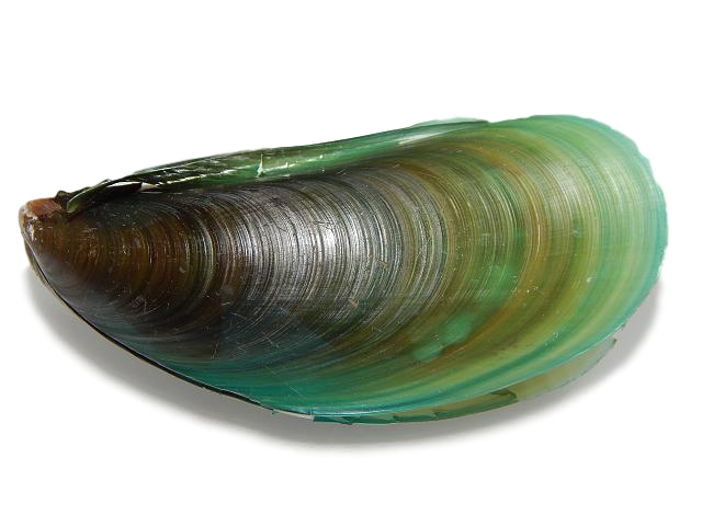 Mussel PNG Clipart