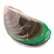 Mussel PNG file