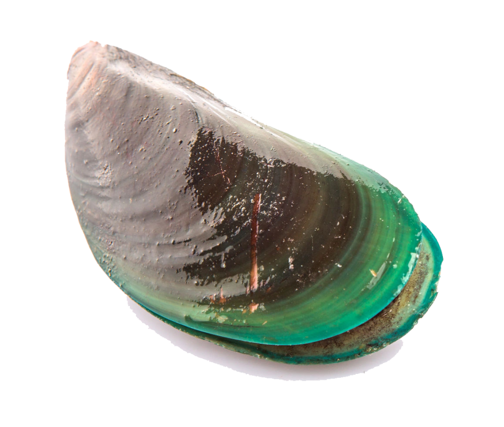 Mussel PNG File