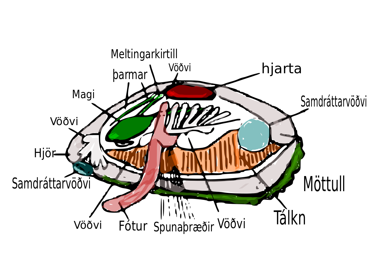 Mussel PNG Image HD