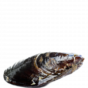 Mussel Png รูปภาพ