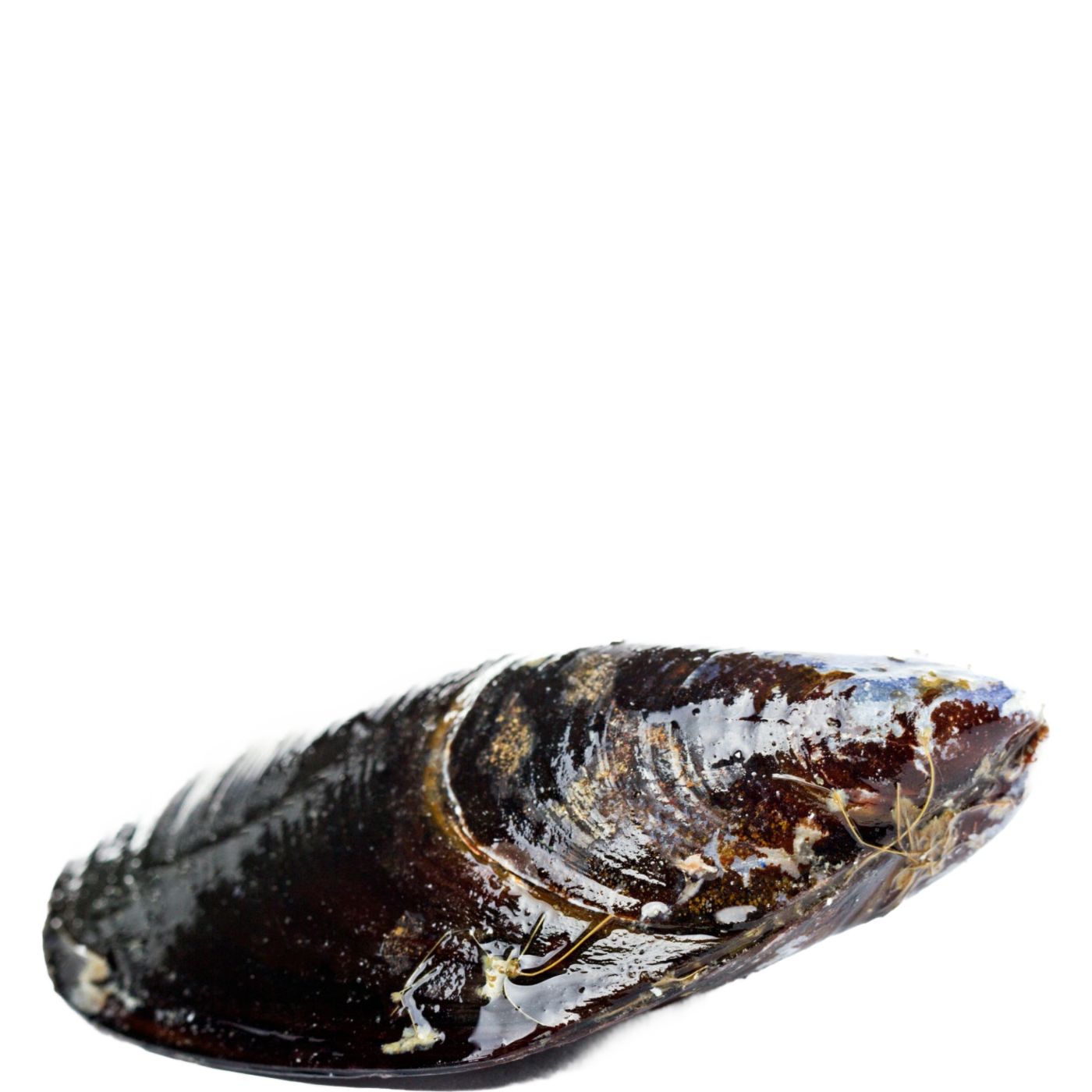 Mussel PNG Images