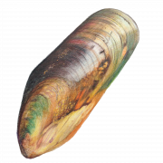 Mussel Png Photo