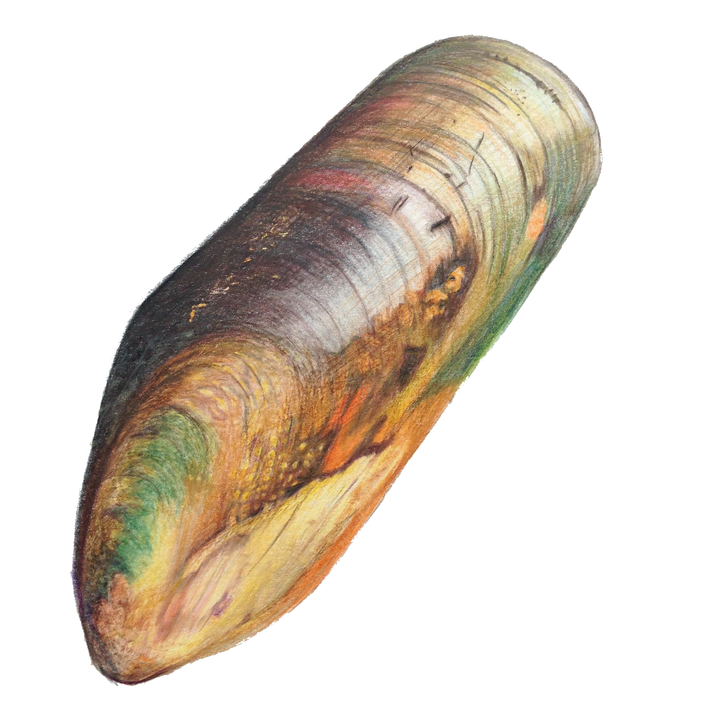 Mussel PNG Photo