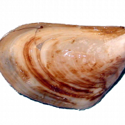 mussel png pic