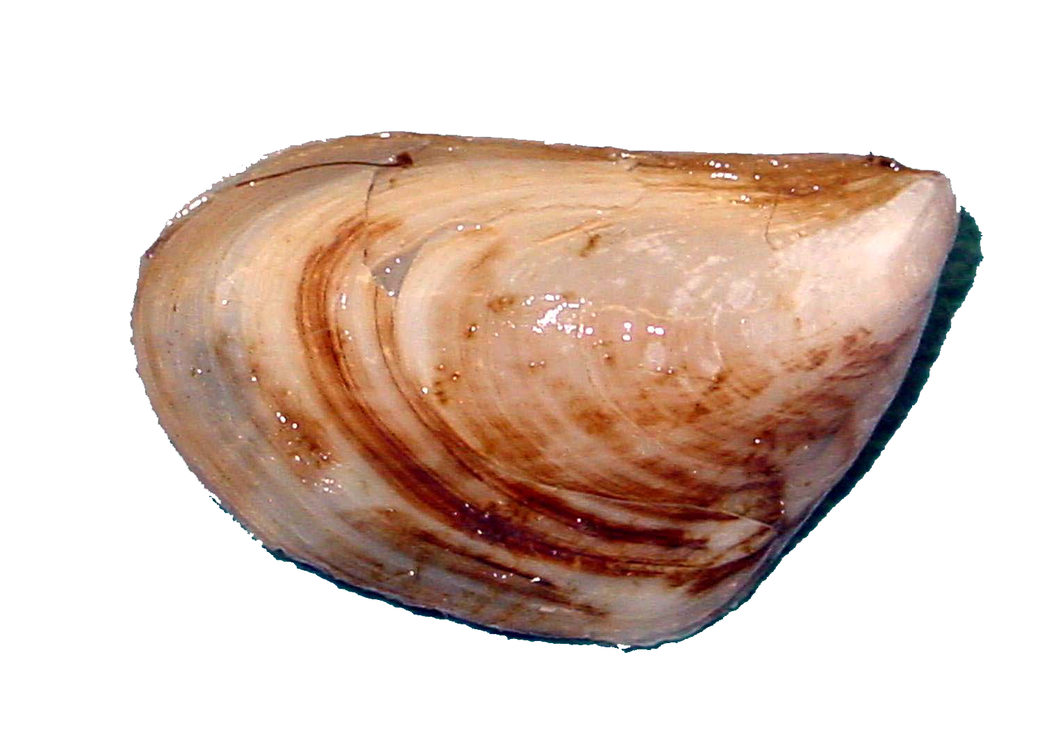 Mussel PNG Pic