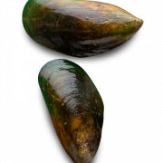 Mossel Seafood Png Cutout