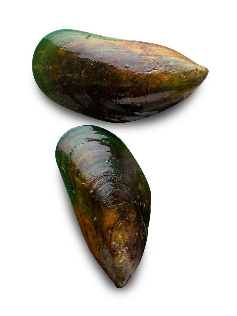Mussel Seafood PNG Cutout