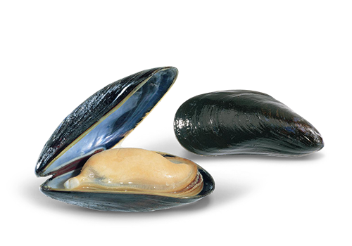 Mussel Seafood PNG HD Image