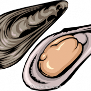 Mussel Seafood PNG Image HD