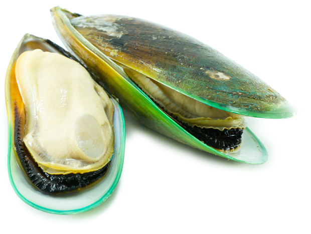 Mussel Seafood PNG Photos