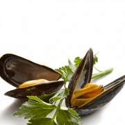 Muschel Meeresfrüchte PNG Bild