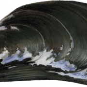 Mussel Seafood PNG Picture
