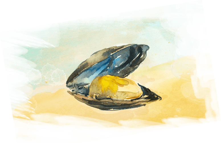 Mussel Seafood PNG