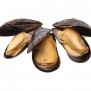 Mussel Seafood Transparent