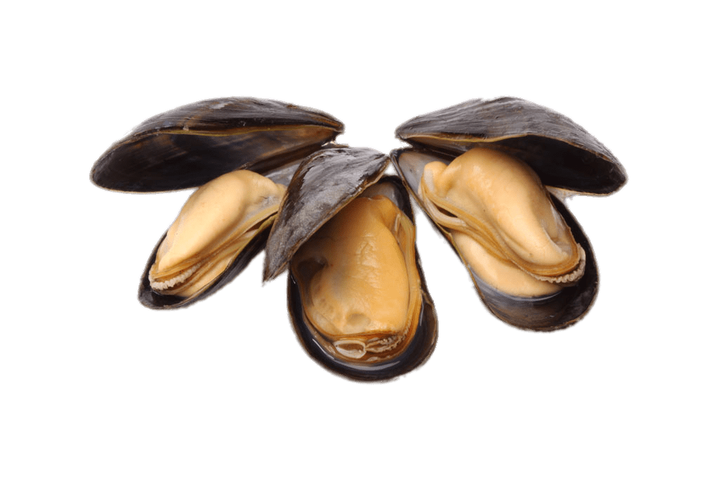 Mussel Seafood Transparent