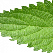 Nettle Leaf PNG