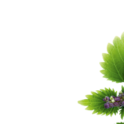 Nettle Leaf PNG Cutout