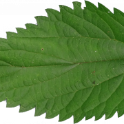 Nettle Leaf PNG Images