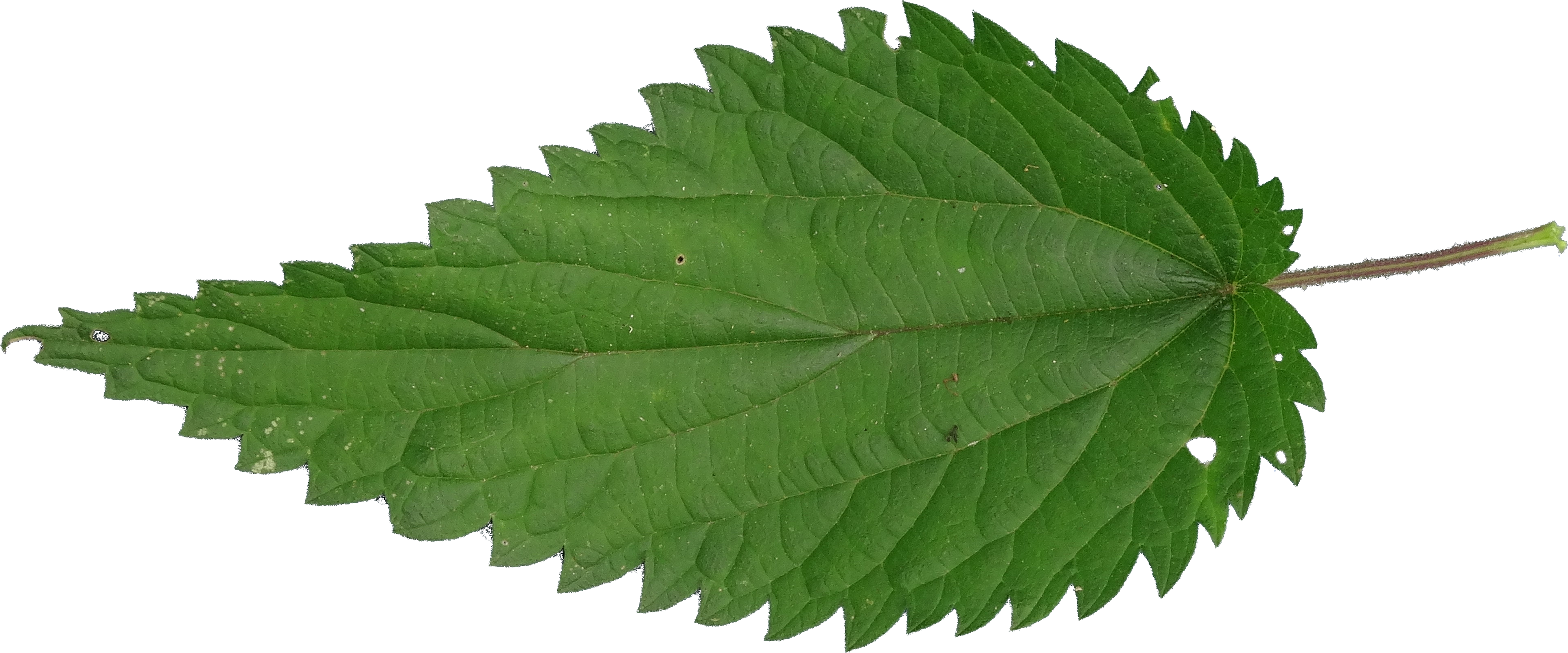 Nettle Leaf PNG Images