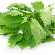 Nettle Leaf PNG Photos