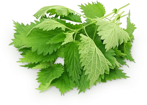 Nettle Leaf PNG Photos