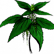 Nettle Leaf PNG Picture