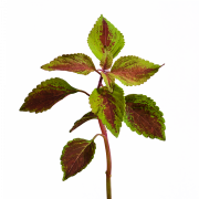 Nettle Leaf Transparent