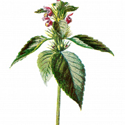 Nettle PNG File