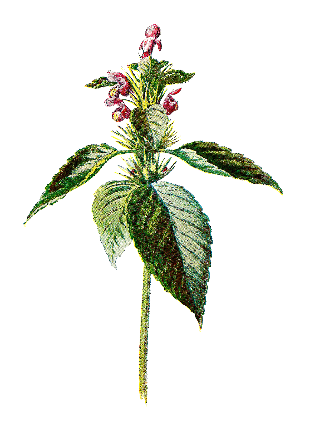 Nettle PNG File