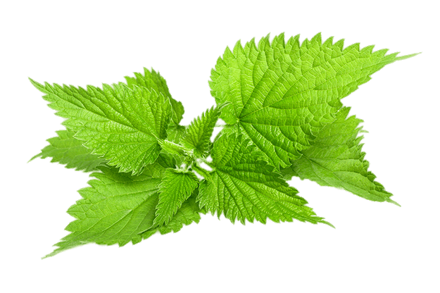 Nettle PNG Image