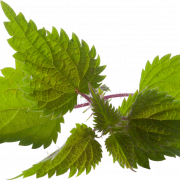 Nettle PNG Images