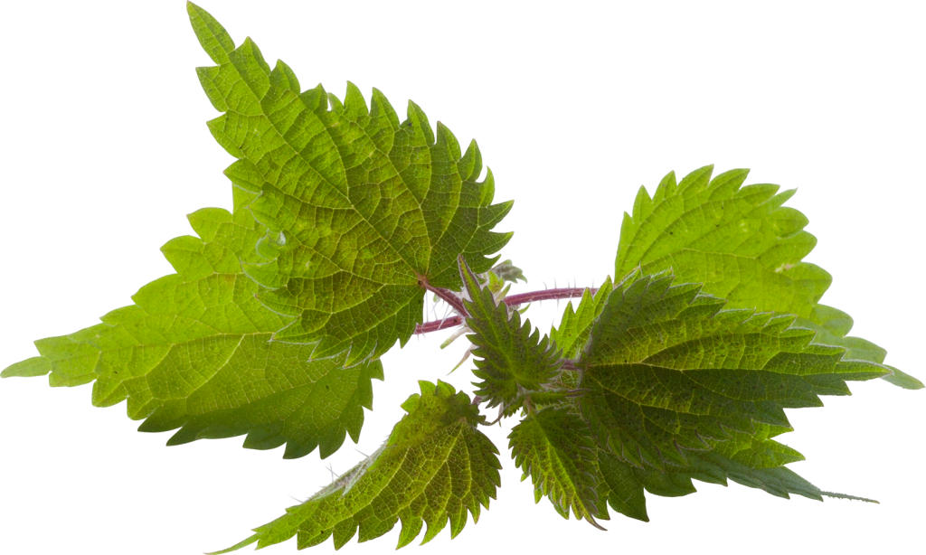 Nettle PNG Images