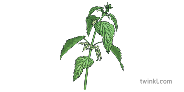 Nettle PNG Photo