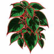 Nettle PNG Pic